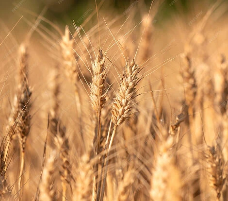 Wheat Milling Solution
